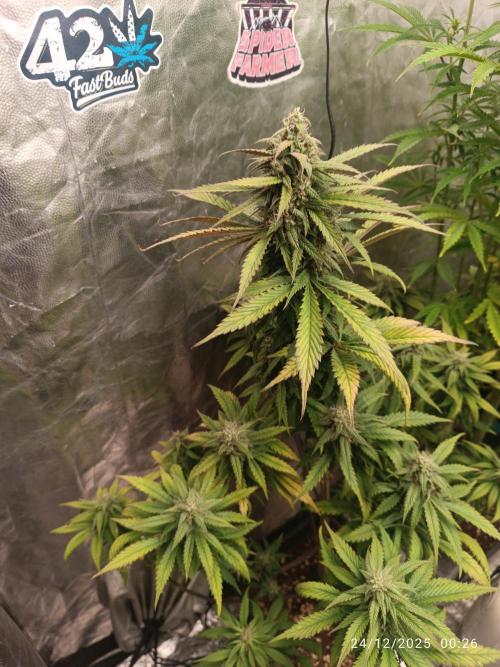 Strawberry 🍓 gorilla 🦍  auto. Week 7 - Inizio 8° settimana di fiori