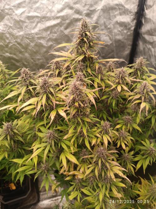 Strawberry 🍓 gorilla 🦍  auto. Week 7