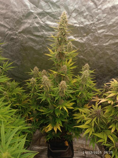 Frostbanger auto. Week 7