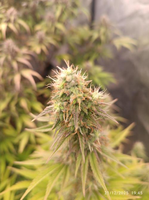 Frostbanger auto. Week 7