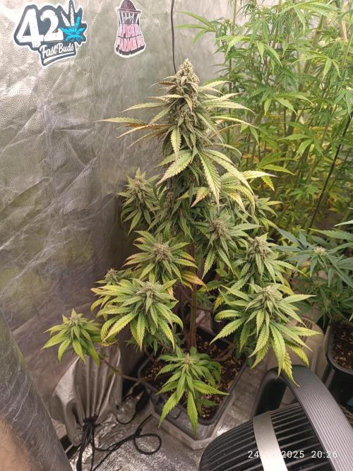 Strawberry 🍓 gorilla 🦍  auto. Week 7