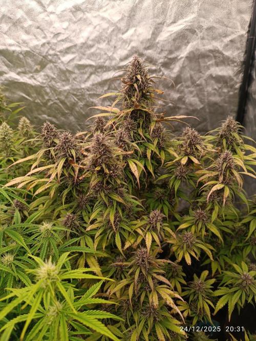 Strawberry 🍓 gorilla 🦍  auto. Week 7