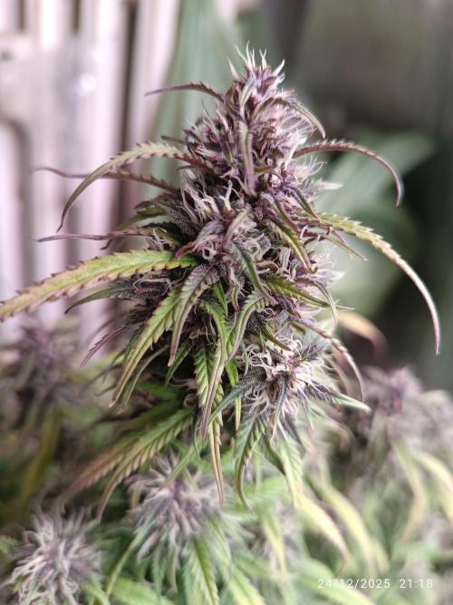 Strawberry 🍓 gorilla 🦍  auto. Week 7