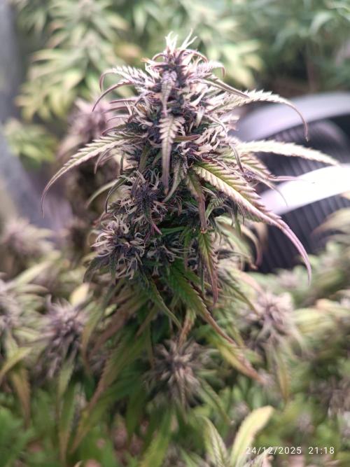 Strawberry 🍓 gorilla 🦍  auto. Week 7