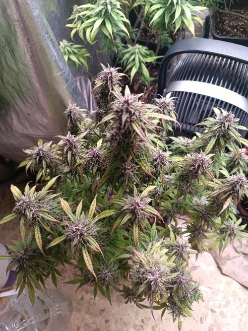 Strawberry 🍓 gorilla 🦍  auto. Week 7