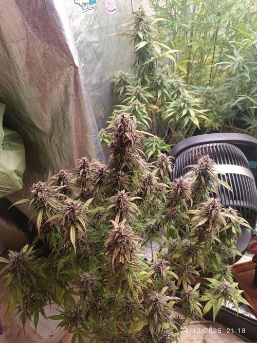 Strawberry 🍓 gorilla 🦍  auto. Week 7