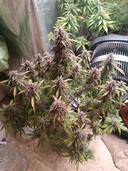 Strawberry 🍓 gorilla 🦍  auto. Week 7