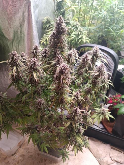 Strawberry 🍓 gorilla 🦍  auto. Week 7