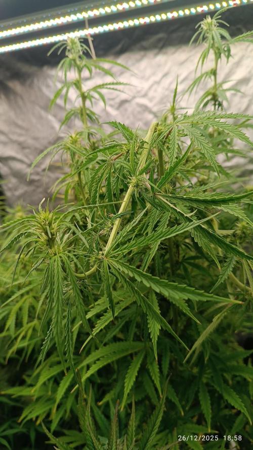 Runtz korngarden Shop. Week 8