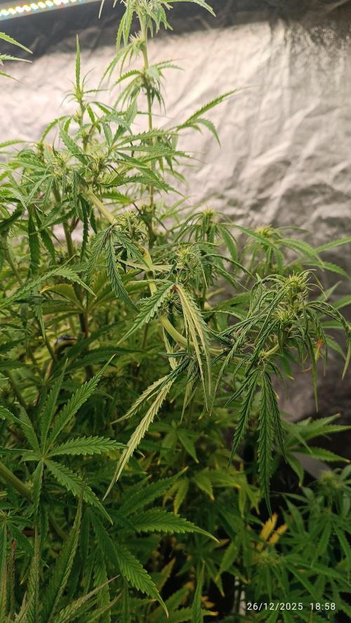 Runtz korngarden Shop. Week 8