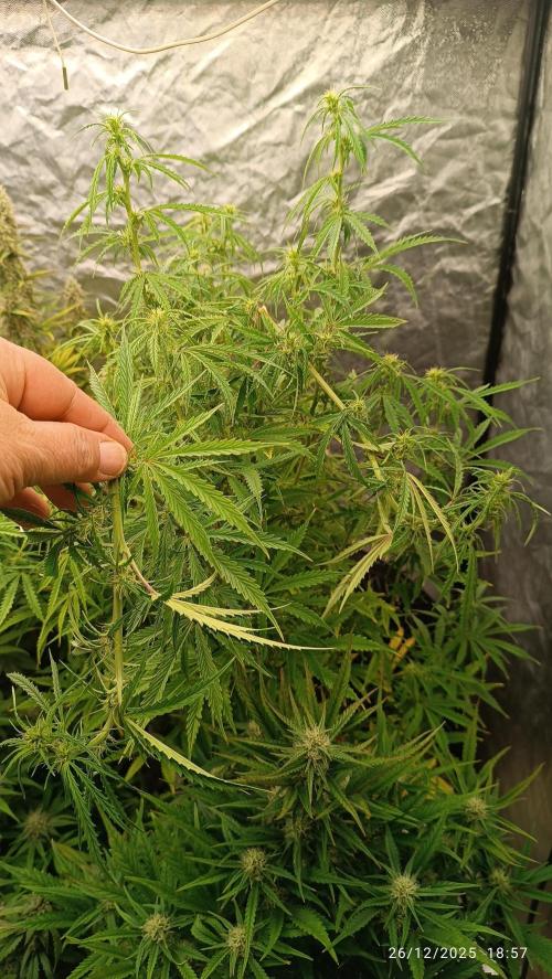 Runtz korngarden Shop. Week 8