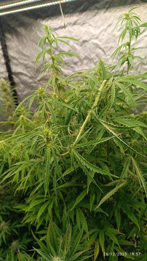 Runtz korngarden Shop. Week 8