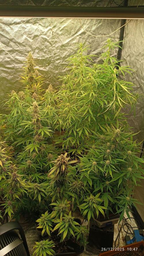 Runtz korngarden Shop. Week 8