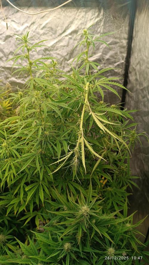 Runtz korngarden Shop. Week 8