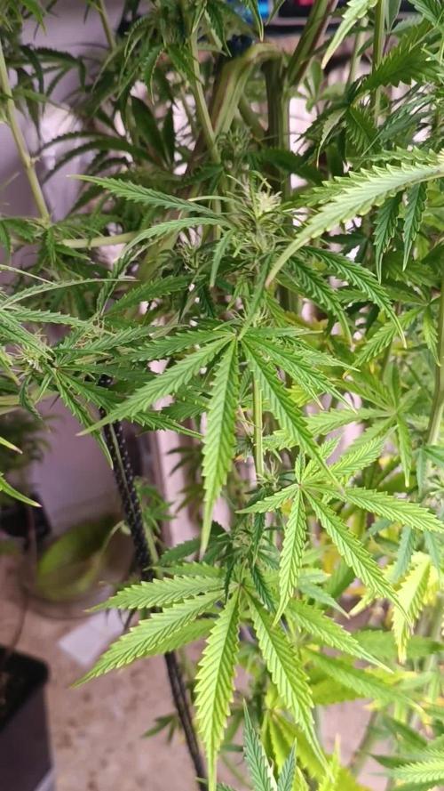 Runtz korngarden Shop