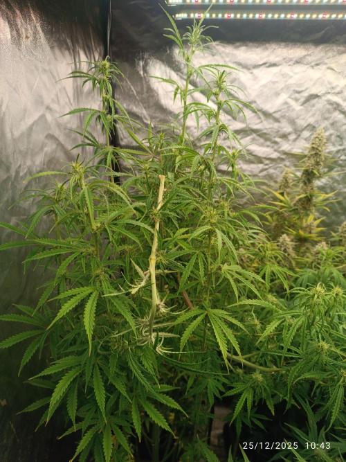 Runtz korngarden Shop. Week 8