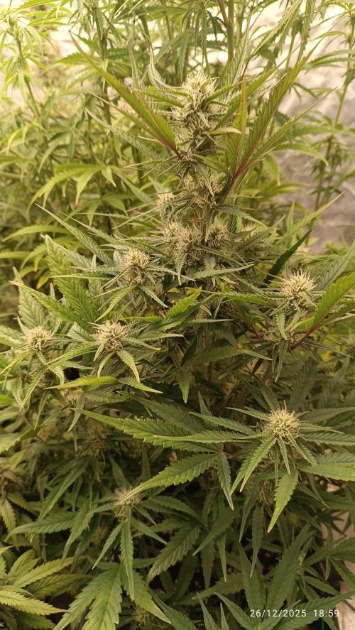 runtz auto fb&bf. Week 7