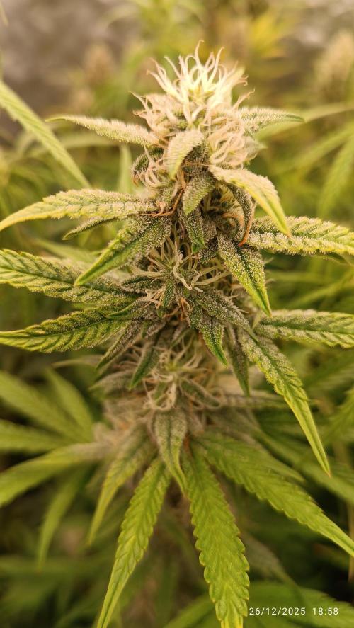 runtz auto fb&bf. Week 7