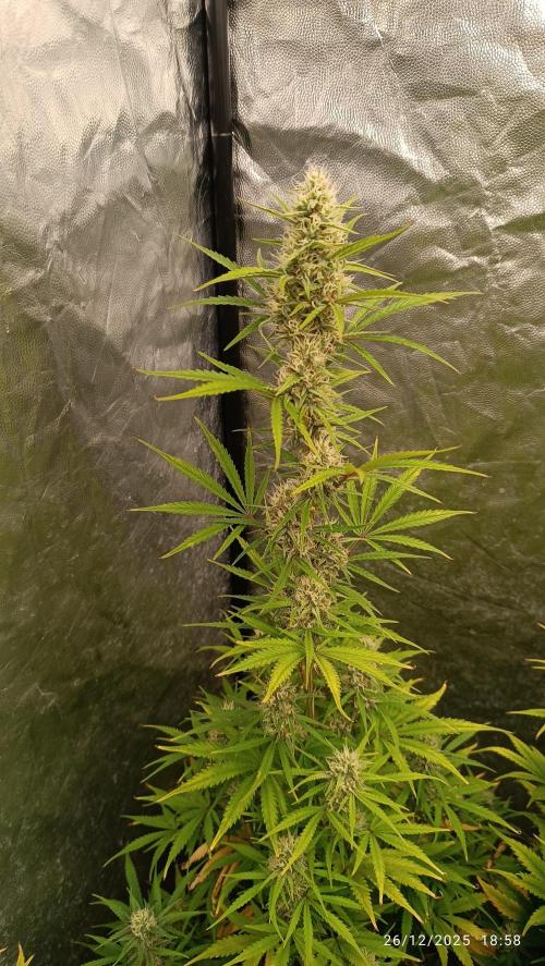 runtz auto fb&bf. Week 7