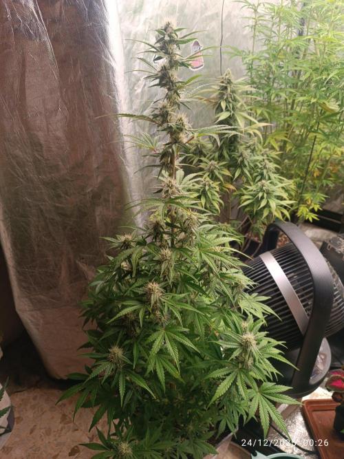 runtz auto fb&bf. Week 7