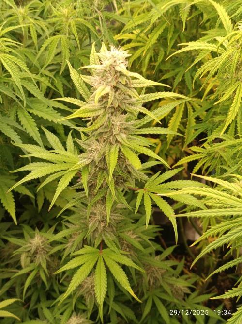 runtz auto fb&bf. Week 7