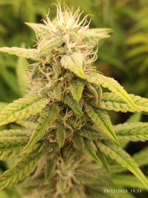 runtz auto fb&bf. Week 7