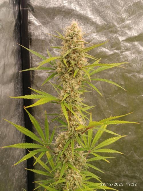 runtz auto fb&bf. Week 7