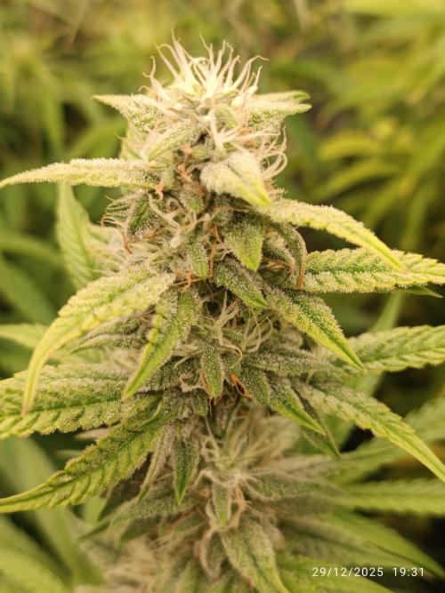 runtz auto fb&bf. Week 7