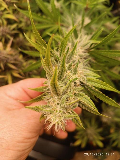 runtz auto fb&bf. Week 7