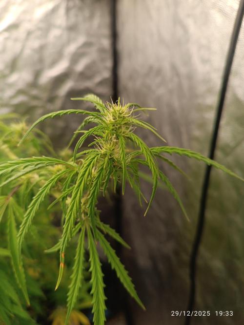 Runtz korngarden Shop. Week 8