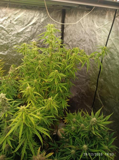 Runtz korngarden Shop. Week 8