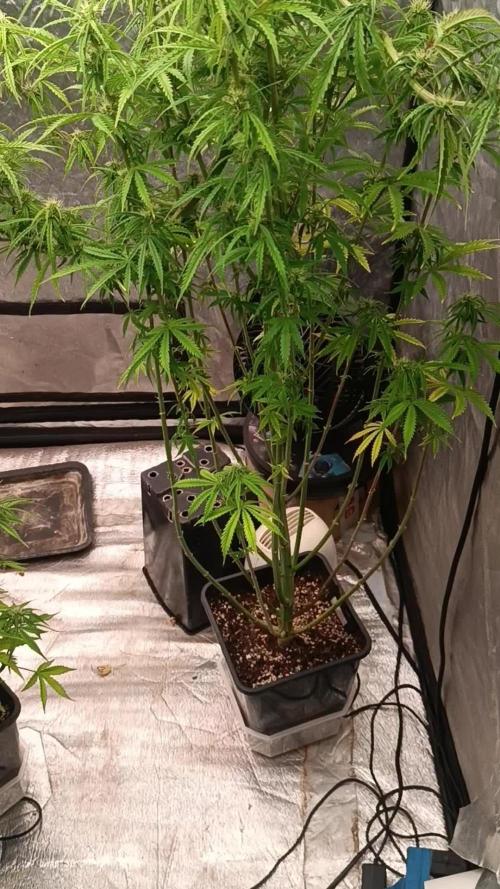 Runtz korngarden Shop