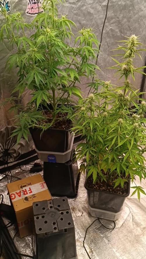 Prova nuova terapia CREAMZILLA