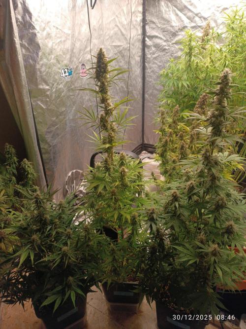 runtz auto fb&bf. Week 7