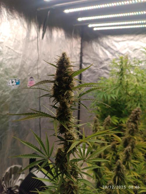 runtz auto fb&bf. Week 7