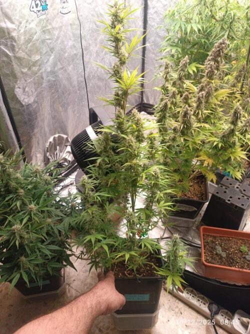 runtz auto fb&bf. Week 7