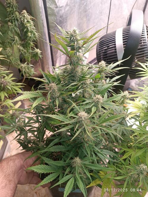 runtz auto fb&bf. Week 7