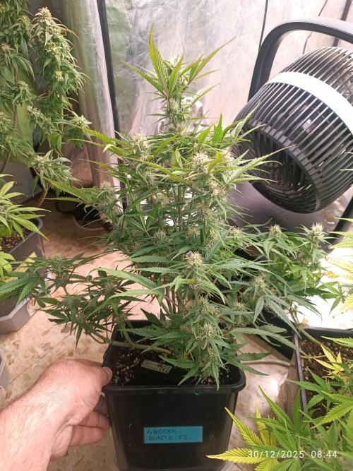 runtz auto fb&bf. Week 7