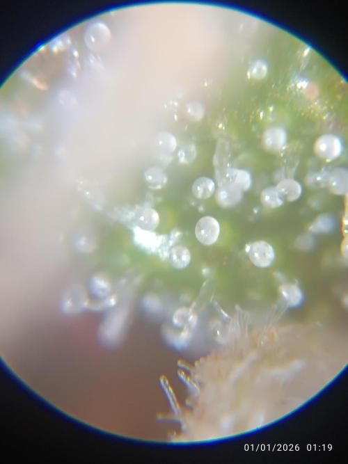 Strawberry 🍓 gorilla 🦍  auto. Week 8