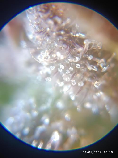 Strawberry 🍓 gorilla 🦍  auto. Week 8