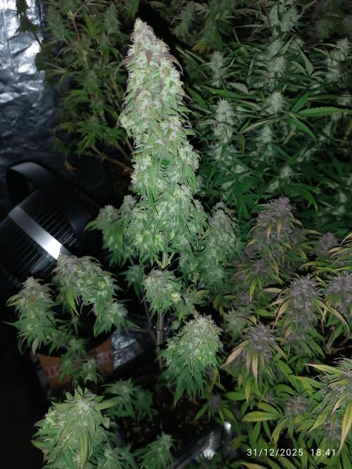 Strawberry 🍓 gorilla 🦍  auto. Week 8