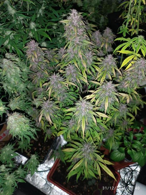 Strawberry 🍓 gorilla 🦍  auto. Week 8