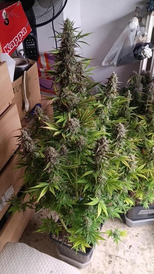 Strawberry 🍓 gorilla 🦍  auto