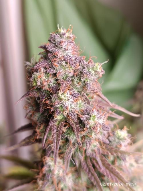 Frostbanger auto. Week 8 - Ancora un paio di settimane più o meno e via