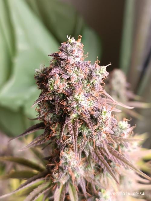 Frostbanger auto. Week 8