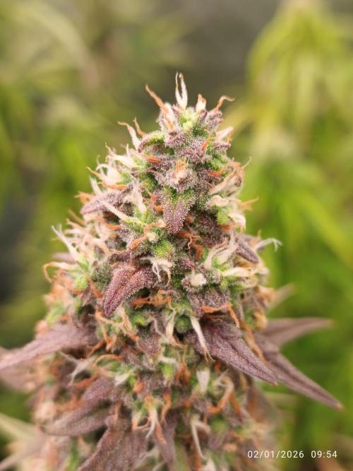 Frostbanger auto. Week 8 - Anche  questa gli manca poco 