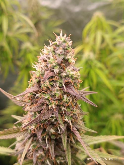 Frostbanger auto. Week 8