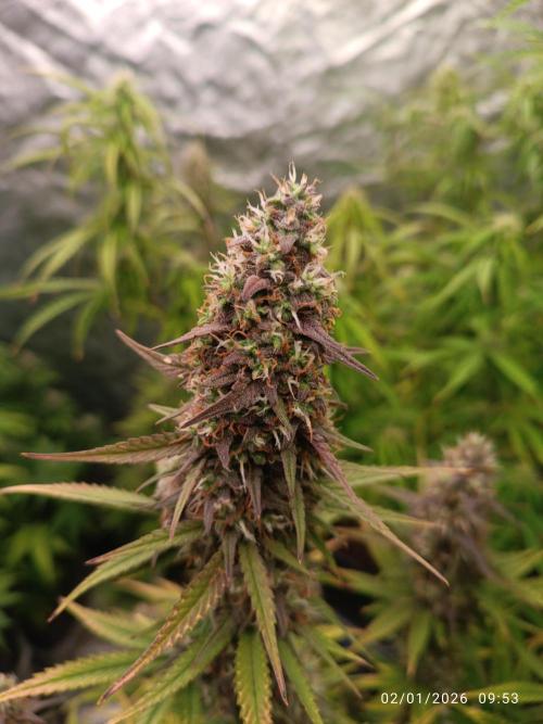 Frostbanger auto. Week 8