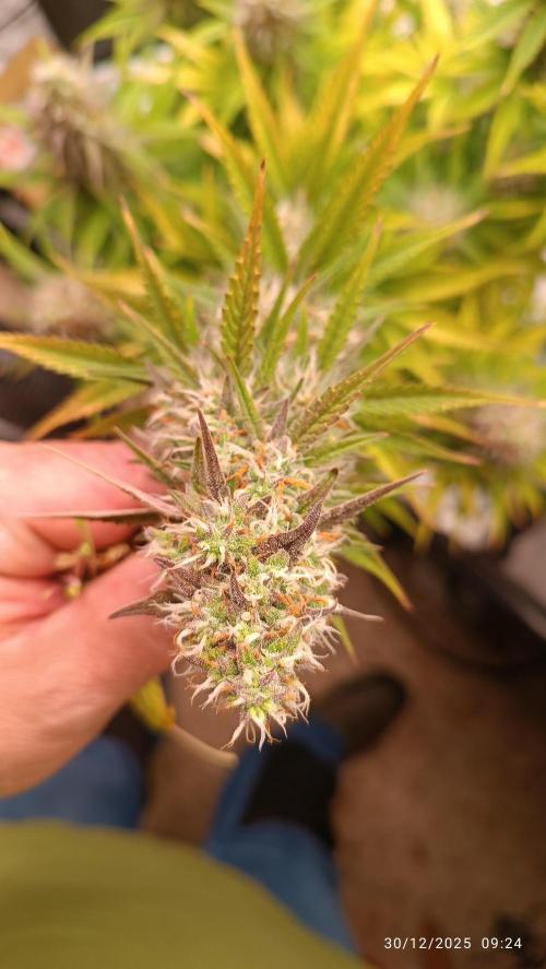 Frostbanger auto. Week 8