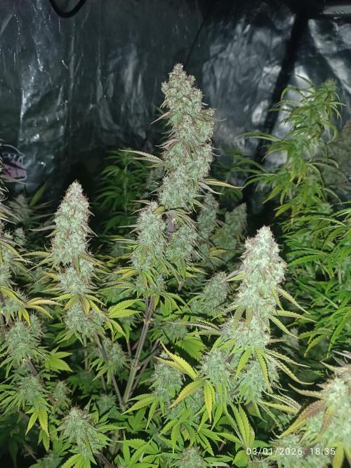 Frostbanger auto. Week 8